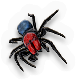 Arachnid