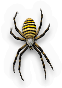 Arachnid