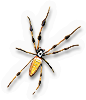 Arachnid
