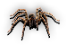 Arachnid