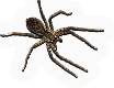 Arachnid