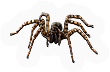 Arachnid