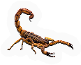 Arachnid