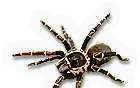 Arachnid