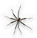 Arachnid