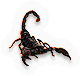 Arachnid