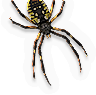 Arachnid