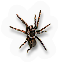 Arachnid