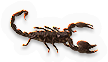 Arachnid