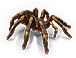 Arachnid