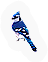 Bluejay