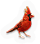 Cardinal