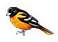 Oriole