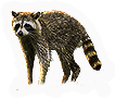 Raccoon