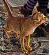 This animal is Rumored to have 9 lives