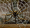 A fear of these is known as Arachnophobia