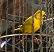 A famous Alcatraz prisoner wrote a book on the Diseases of this animal