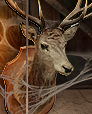 This animal has Dichromatic Vision which means it can only see Bluesbrand Greens but not Reds. Humans have Trichromatic vision (seeing all 3). 