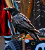 This animal is a Member of the Corvidae family