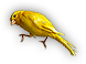 Canary