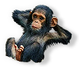 Chimp