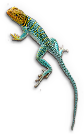 Lizard