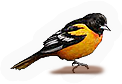 Oriole
