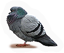 Pigeon