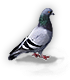 Pigeon