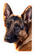 Alsatian