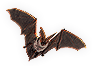 Bat