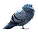 Pigeon