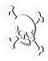 Skull  Crossbones