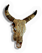 Cow Skull
