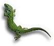 Lizard