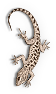 Lizard