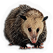 Possum