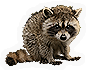 Raccoon