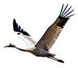 Crane