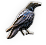 Crow
