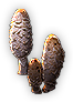 Fungi