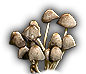 Fungi