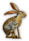Jack Rabbit