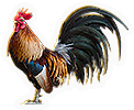 Rooster