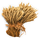 Wheat