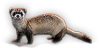 Polecat
