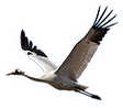 Crane