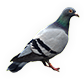 Pigeon