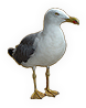 Seagull
