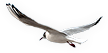 Seagull